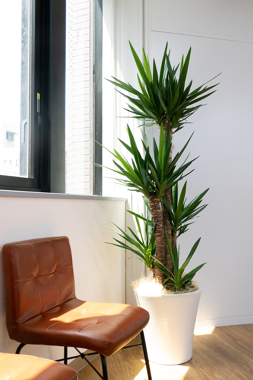 オフィス内の観葉植物